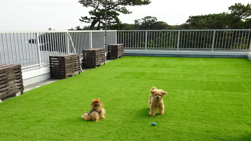 ワンちゃんと一緒！海一望の宿ピッコラルージュ